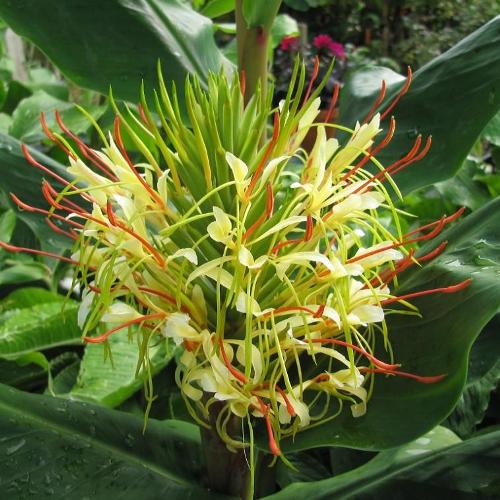 Hedychium Essential Oil 5